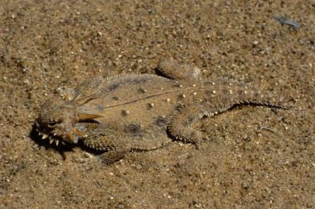 Adaptation in the flat-tailed horned lizard
