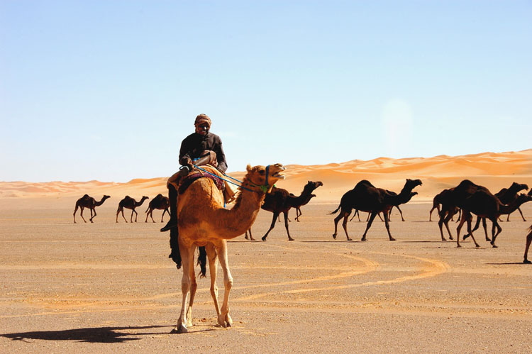 A modern-day caravan crossing the Arabian Peninsula