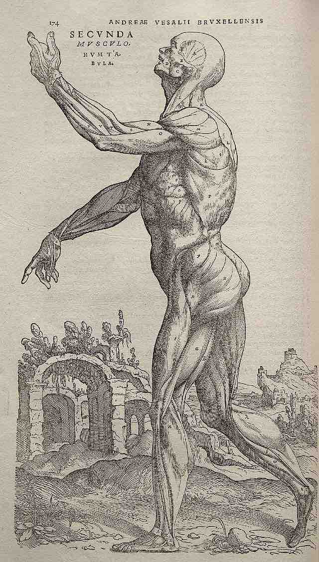 Andreas Vesalius, <em>De humani corporis fabrica</em>, 1543, p. 174.