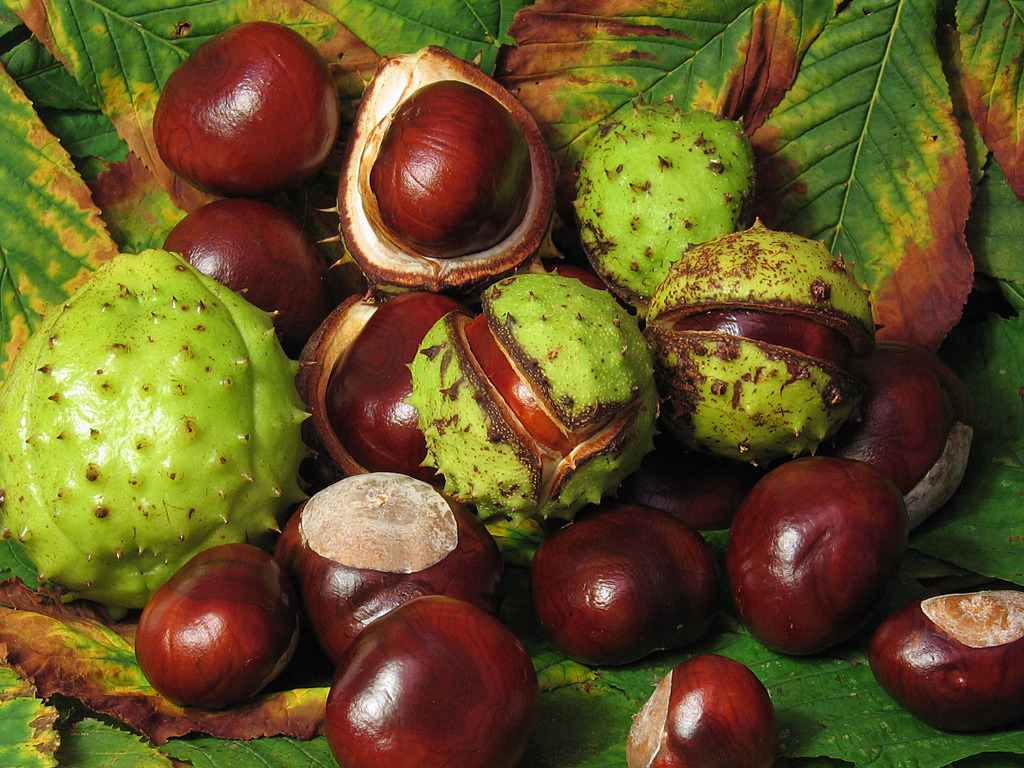 The fruit of the Aesculus or Horse Chestnut tree