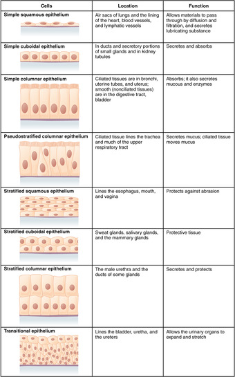 F epithelial tissue cellsn