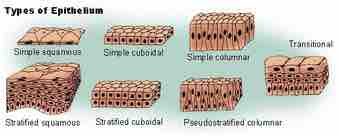 Illu epithelium