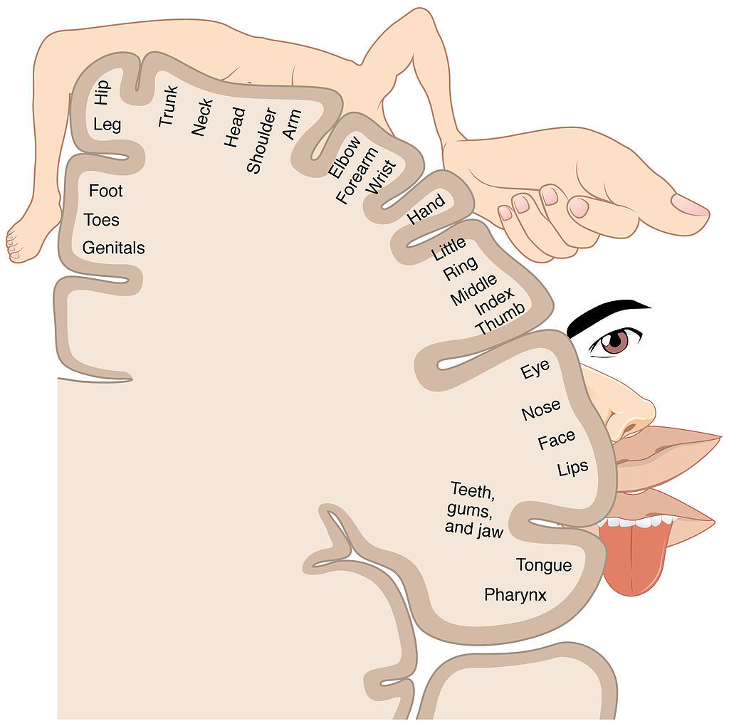 Motor Homunculus