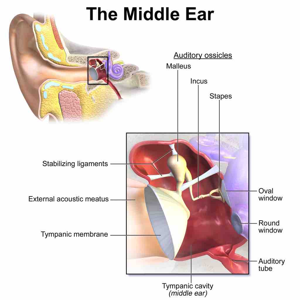 Diagram of the middle ear