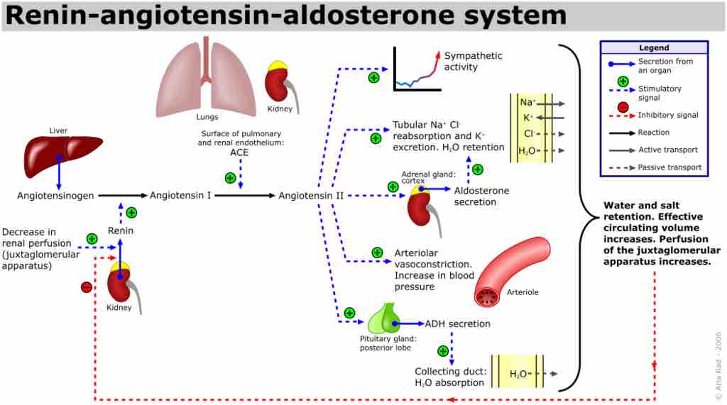 The renin-angiotensin-aldosterone system