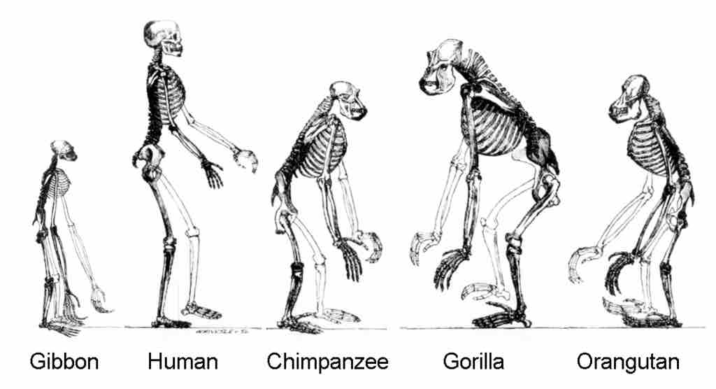 Skeletal structure of humans and other primates.