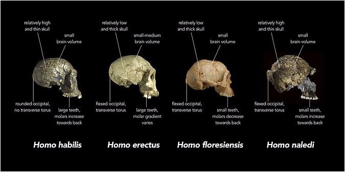 Comparison of skull features among early humans.