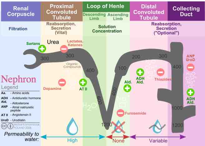 Reabsorption throughout the nephron