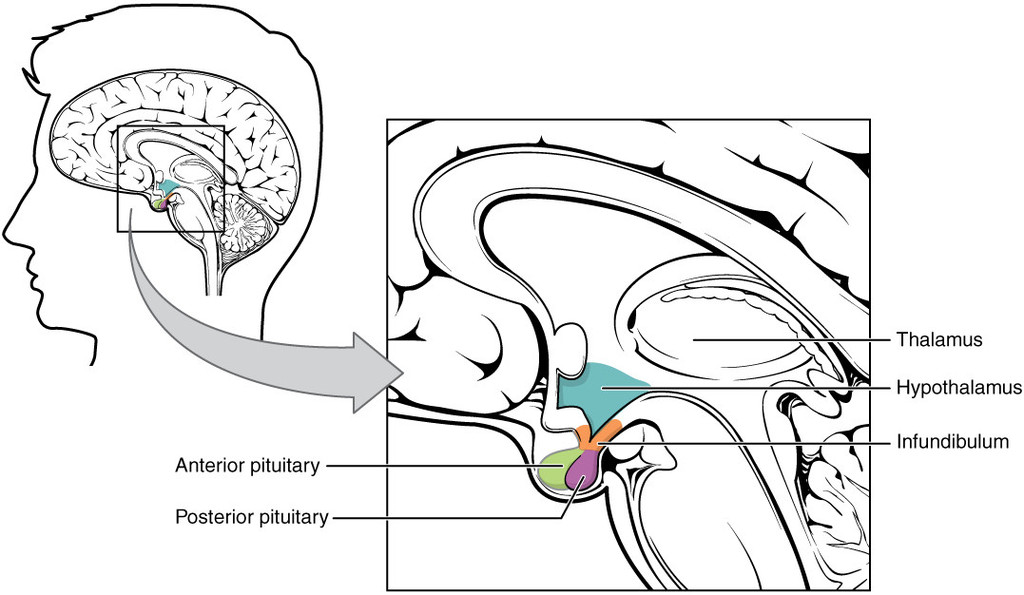 The Hypothalamus