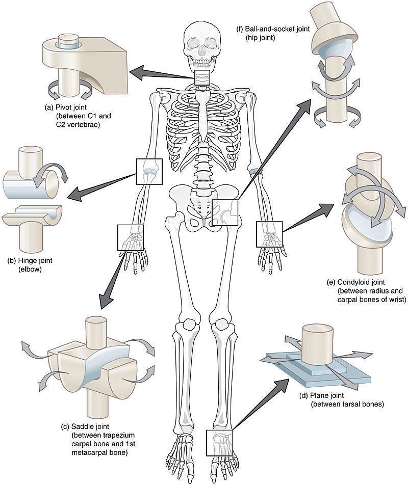 Types of Synovial Joints.jpg