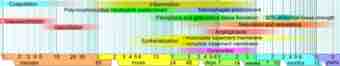 800px wound healing phases