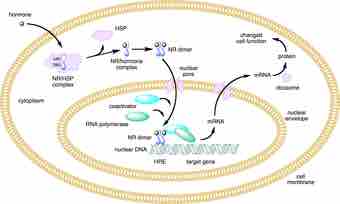 Nuclear receptor action