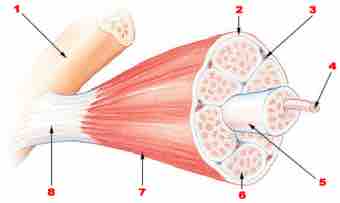 Skeletal muscle