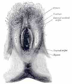 Location of urethral orifice in females