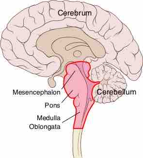 Anatomy of the brainstem