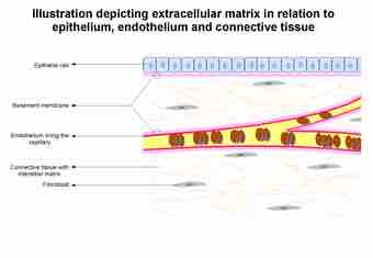 Extracellular matrix