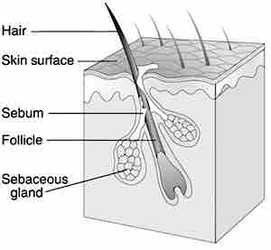 Hairfollicle