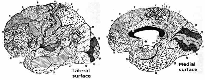 Brodmann areas of the brain