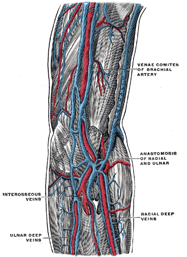 Deep veins of the upper extremity