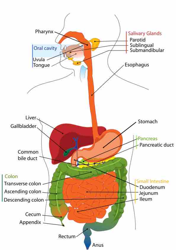 The organs of the gastrointestinal tract
