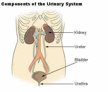 Components of the renal system