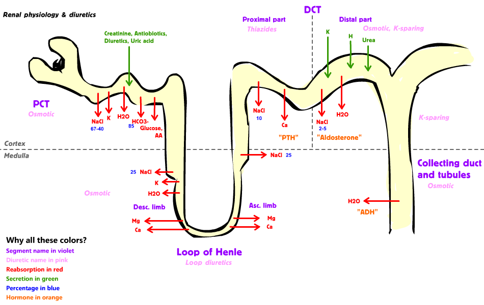 Normal kidney physiology