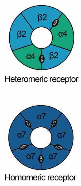 Nicotinic acetylcholine receptors