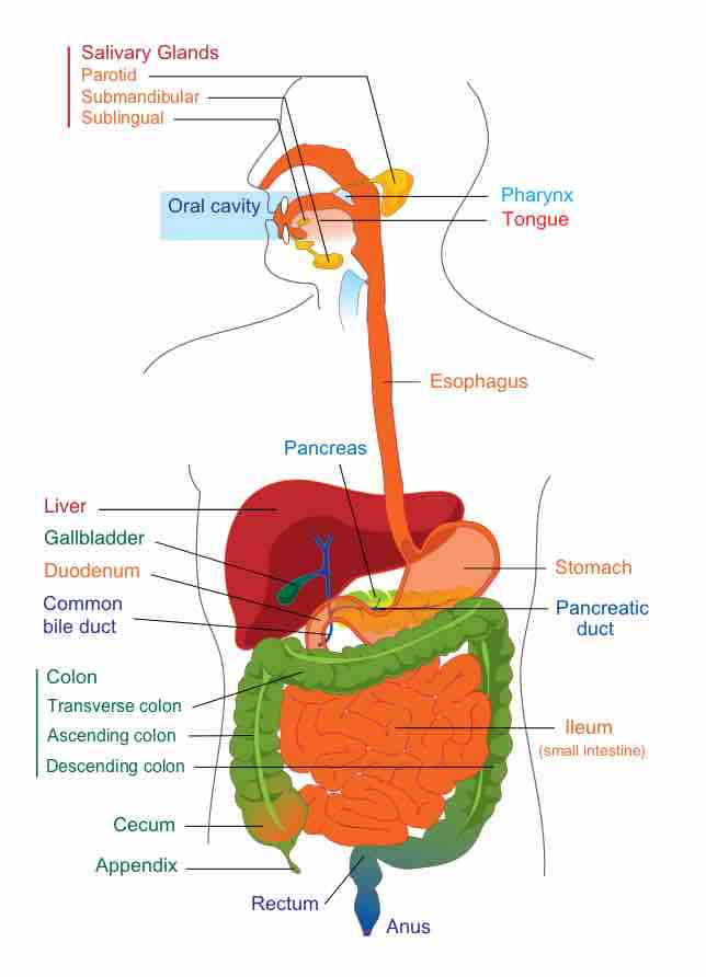 Upper and lower gastrointestinal tract