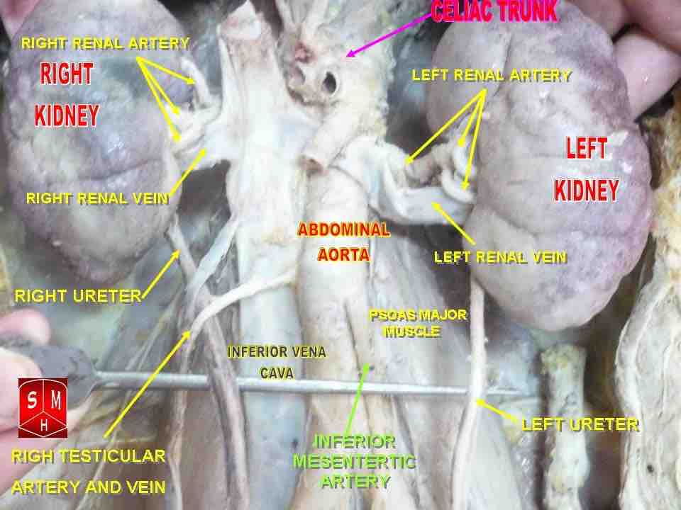 Blood supply to the kidneys