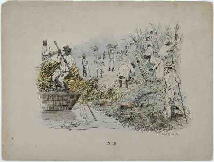 Sugarcane lithograph by Theodore Bray