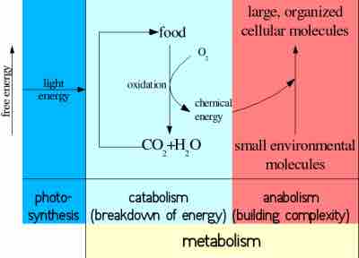 Anabolism and Catabolism
