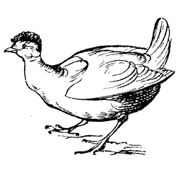 hen