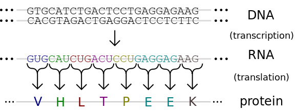 File:Genetic code.svg