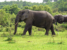 Elephants in Mole National Park.