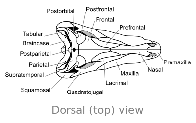 File:Dimetrodon skull dorsal.svg