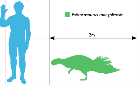 File:Psittacosaurus Scale.svg