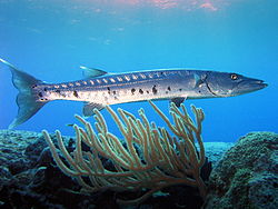 Photo of baracuda with coral swimming above coral