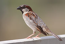  small bird with pale belly and breast and patterned wing and head stands on concrete