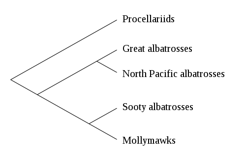 File:Albatross phylogeny.svg