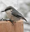 Pygmy Nuthatch (Sitta pygmaea) at a feeder.jpg