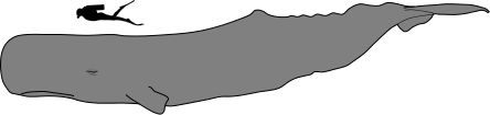 File:Sperm whale size.svg