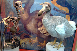 Skeleton and model of a Dodo