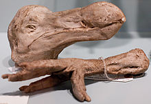 Plaster casts of the dried Oxford head and a dried foot