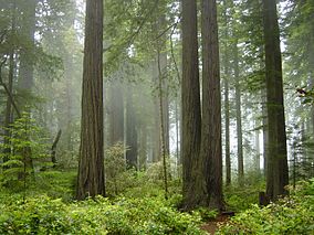 Fog in the forest.