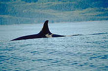 Killer whale with only top of back and dorsal fin visible above water surface, the dorsal fin curves backward at the tip.
