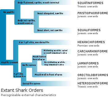 Branching diagram listing distinguishing characteristics, including mouth, snout, fin spines, etc.