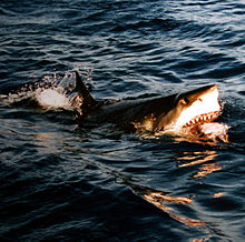 Photo of great white on surface with open jaws reveling meal.
