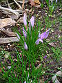 Crocus sativus 001.JPG