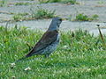 Fieldfare-Mindaugas Urbonas.jpg