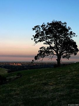 An adelaide sunrise.jpg